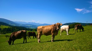 Bauernhof hautnah erleben